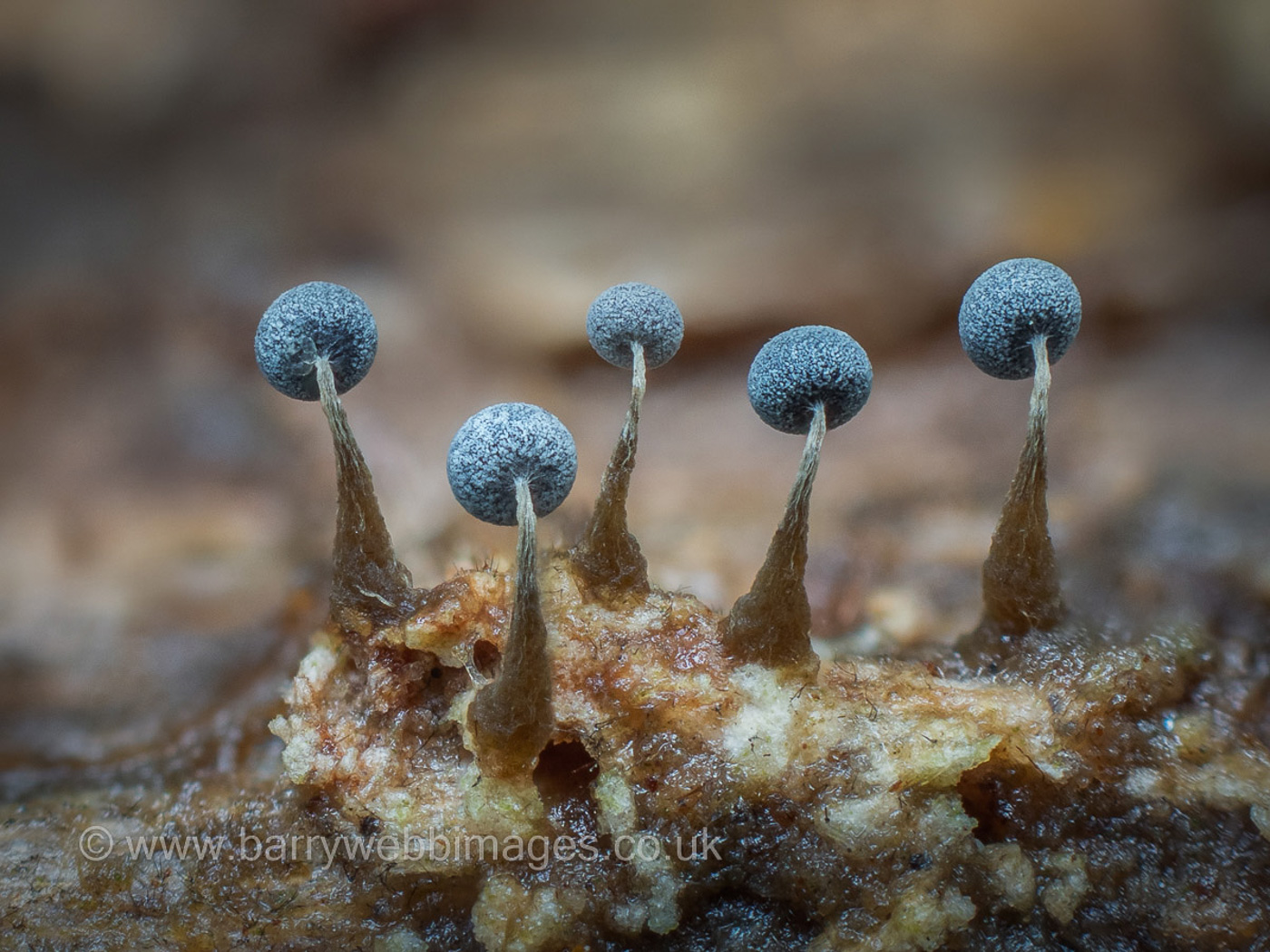 Photo by Barry Webb Physarum album by Barry Webb